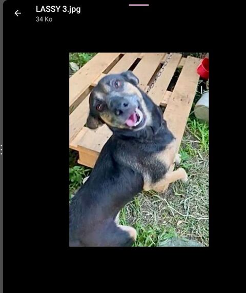 LASSY FEMELLE NON STÉRILISÉE 7 ANS A SAUVER DE GUADELOUPE ADOPTION UNIQUEMENT 0 75018 Paris