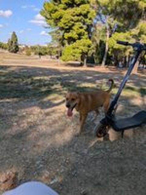   Donne chiens contre bon soin  