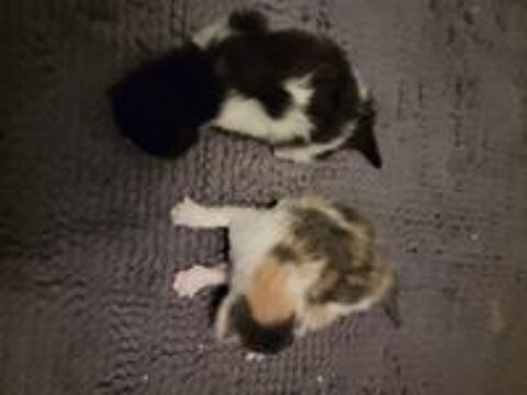   Chatons à réserver 