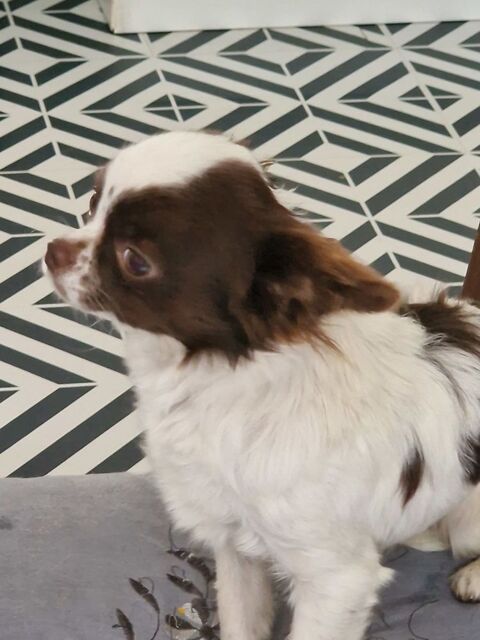 Sublime chihuahua pl 1400 37120 Luz�