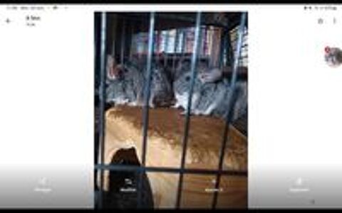   chinchillas 