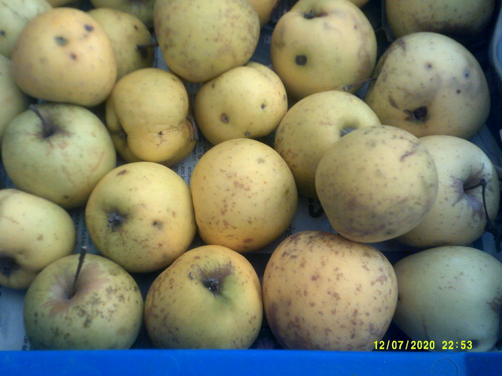 Pommes golden BIO Jardin