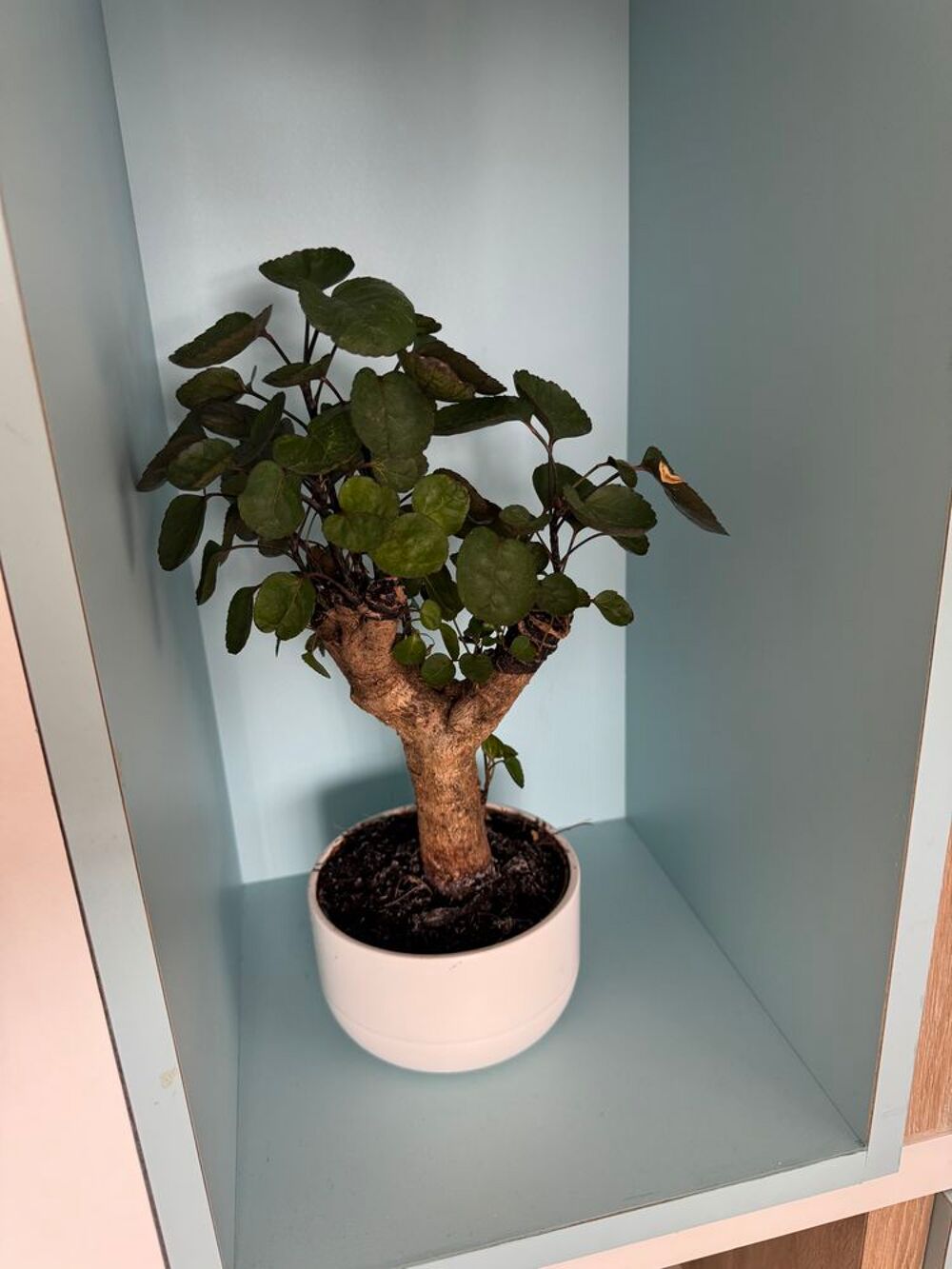 Bonsa&iuml; vivant dans un pot blanc &eacute;l&eacute;gant Jardin
