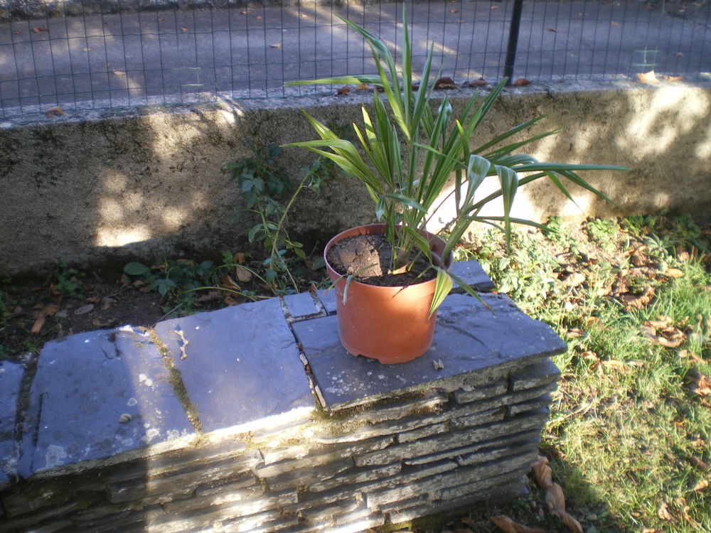 palmier dornement plus grand Jardin