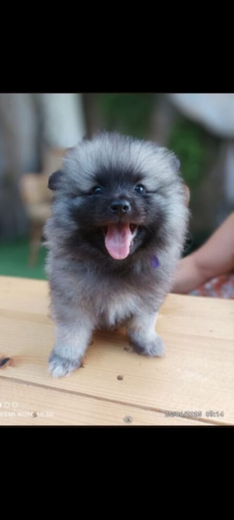Spitz loup keeshond  600 82800 Bruniquel