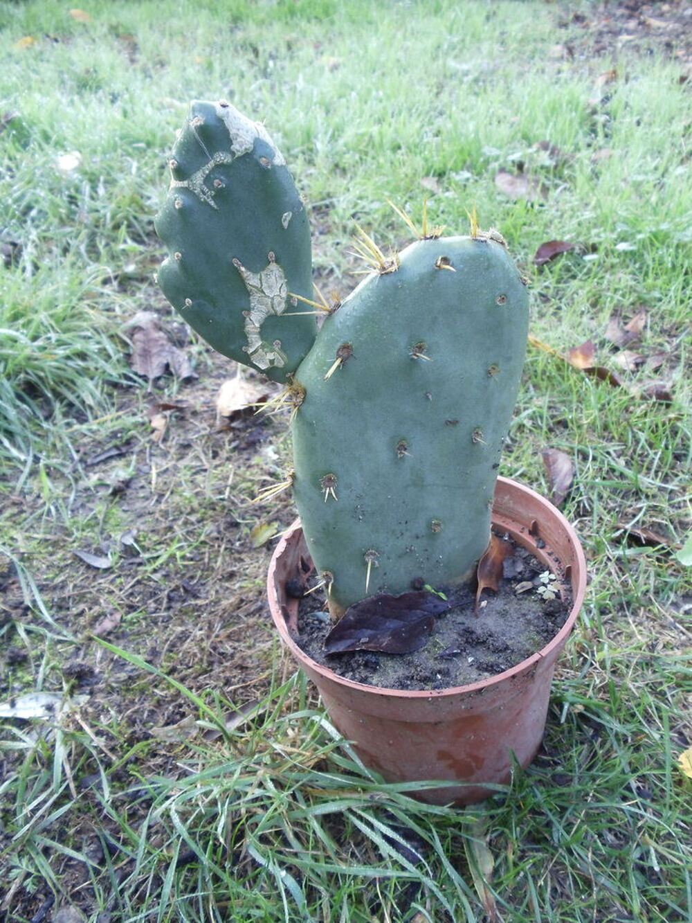 Figuier de barbarie
Jardin