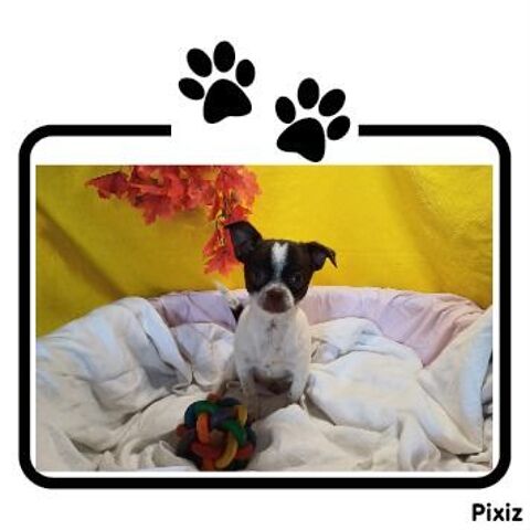 Chiot Chihuahua poils courts 18140 Prcy
