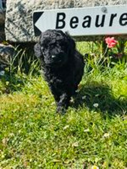   Caniche nain 