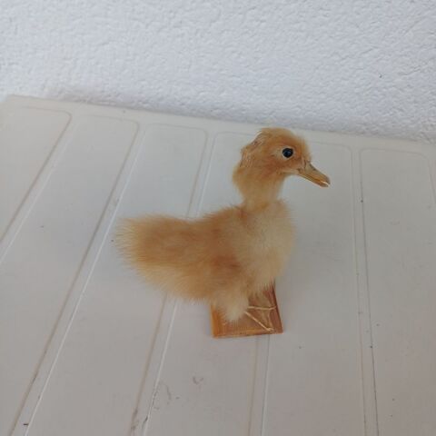 taxidermie empaille poussin 35 Rethel (08)