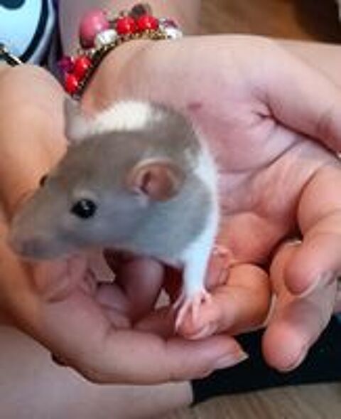   Bébés rats mâles  