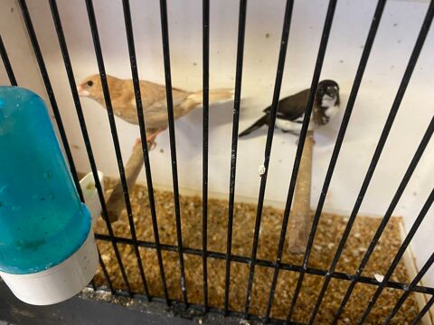 Couple moineaux du japon 15 76800 Saint-�tienne-du-rouvray