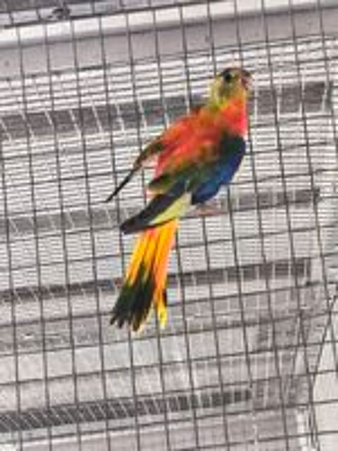   PERRUCHE TURQUOISINE 