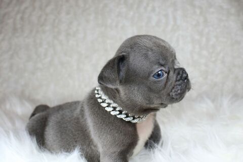 Bouledogue français bleu 1300 75001 Paris