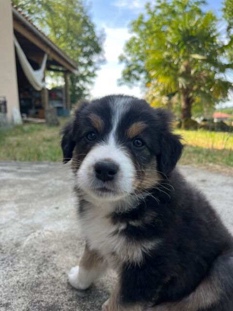 Chiot berger australien loft 700 46100 Figeac