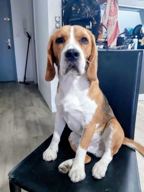 Jeune Chien Male Beagle &agrave; adopter, c&eacute;d&eacute; a titre gratuit 0 06200 Nice