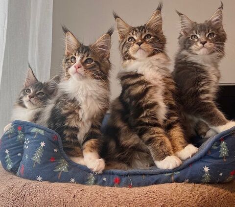 Chatons Maine Coon LOOF 1500 77420 Champs-sur-marne