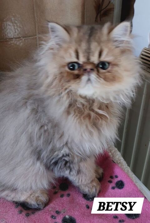 Magnifiques chatons Persans 680 95500 Le thillay