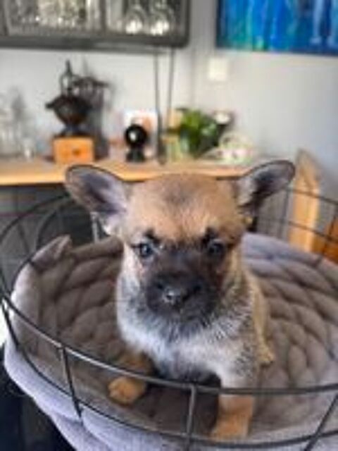   Bouledogues pomerdog fran�ais  