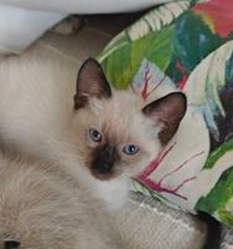   Chatons siamois

