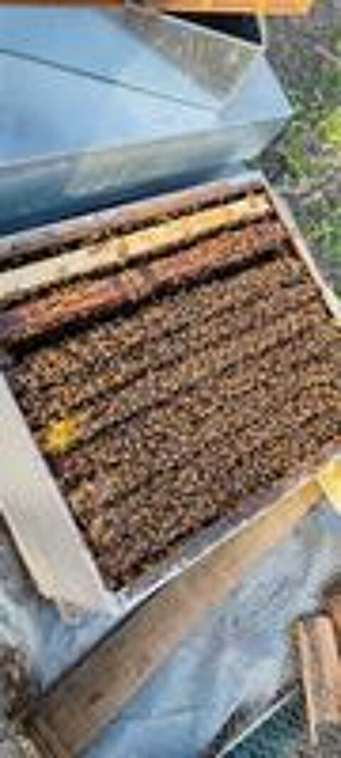   Essaim d'abeilles hivern 
