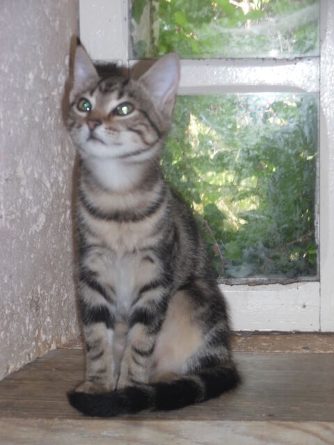 Petite chatonne europ&eacute;enne tabbie blotched sevr&eacute;e. 0 24340 Mareuil