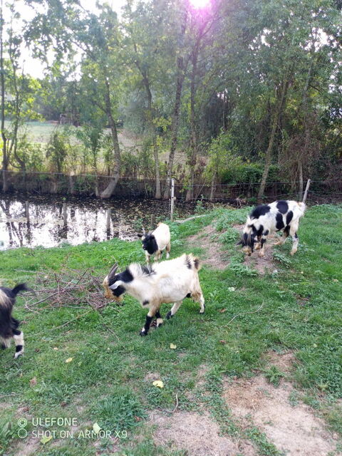 Boucs nains complet 50 49440 Candé
