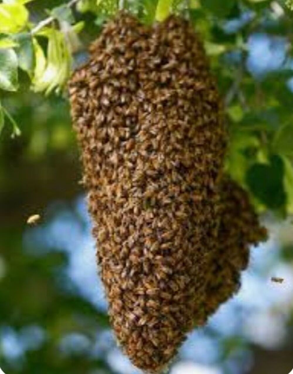 Essaim d'abeilles Jardin