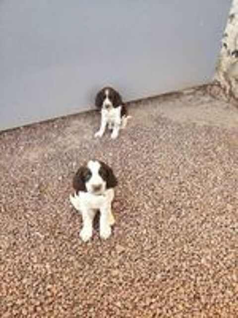  Chiots english springer spaniel 