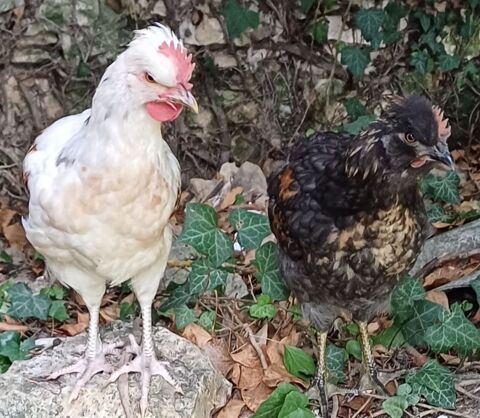 Coq. 0 32120 Homps