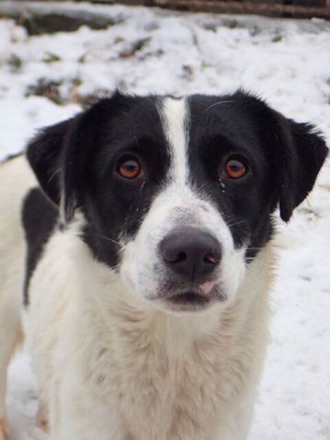 Scarlet &agrave; l'adoption 300 68000 Colmar