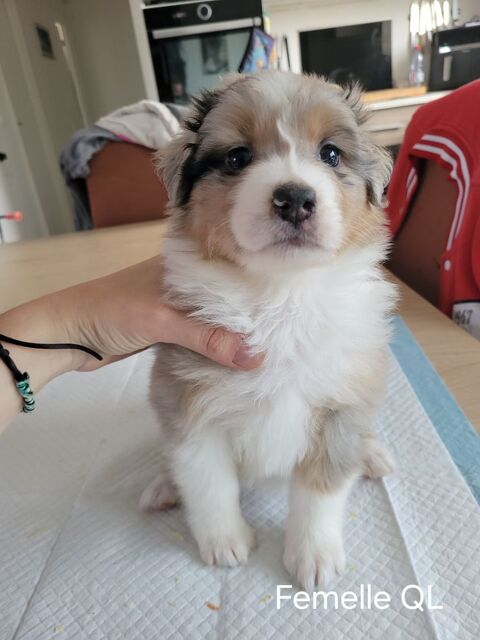 Chiots Berger Australien 1100 80200 Estr�es-mons