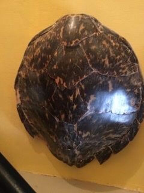 Ancienne et superbe carapace de tortue des Cara�bes 150 Ray-sur-Sa�ne (70)
