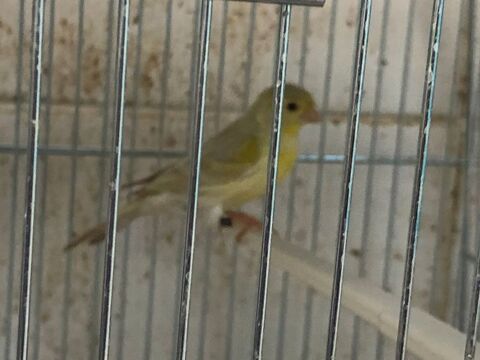 DE CANARIS COULEURS ET POSTURE 30 57120 Pierrevillers