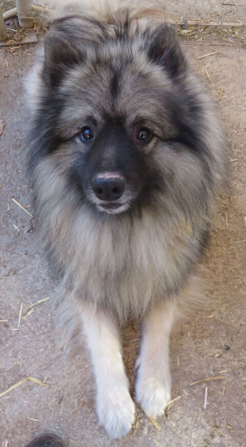 Logo le tout doux est à l'adoption! 0 34000 Montpellier