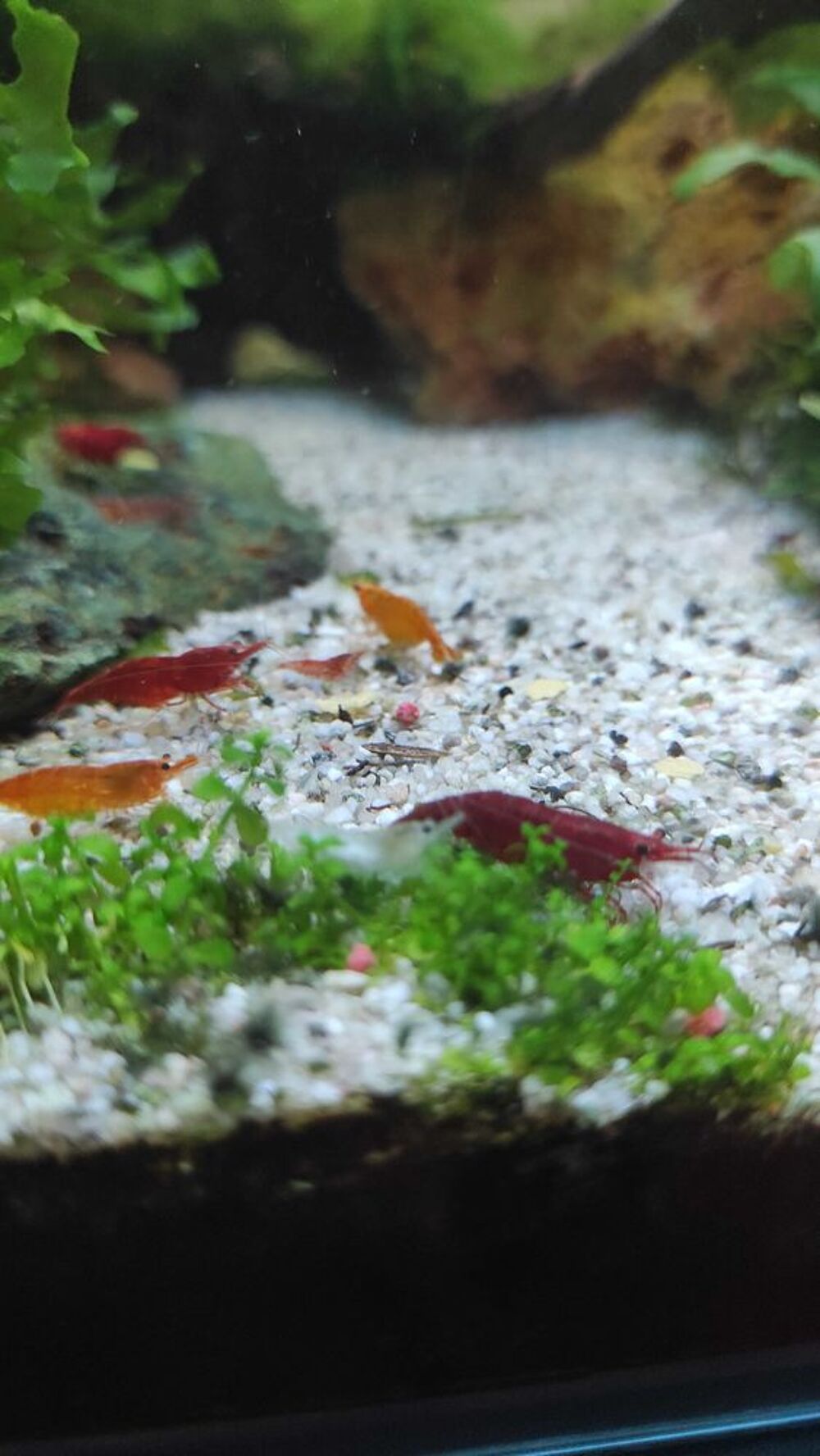 crevettes Jardin