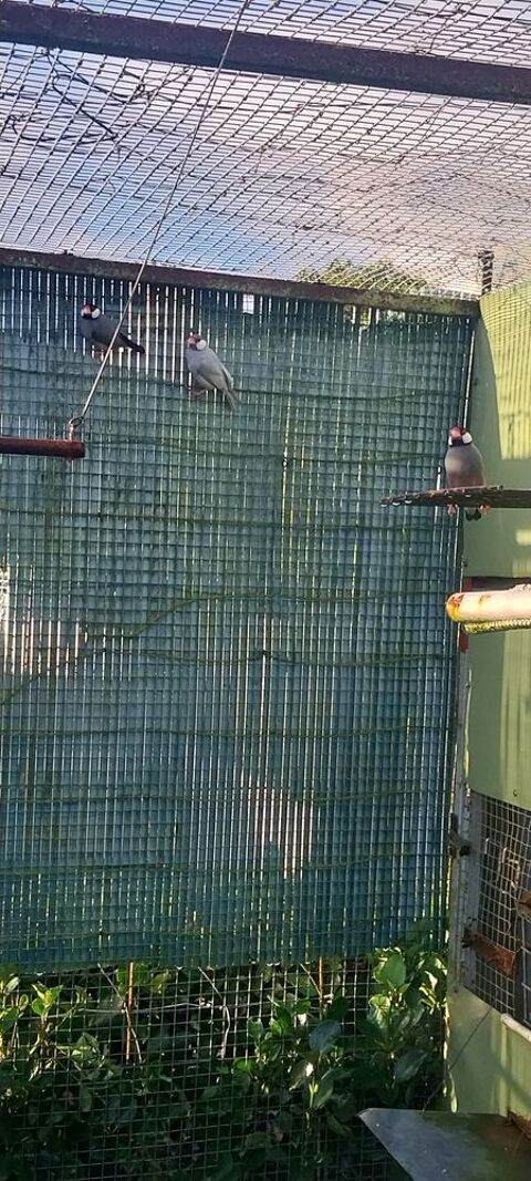  paddas 15 29970 Tr�gourez