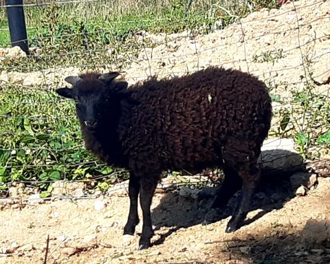 Couple de moutons d'Ouessant 200 33420 Lugaignac