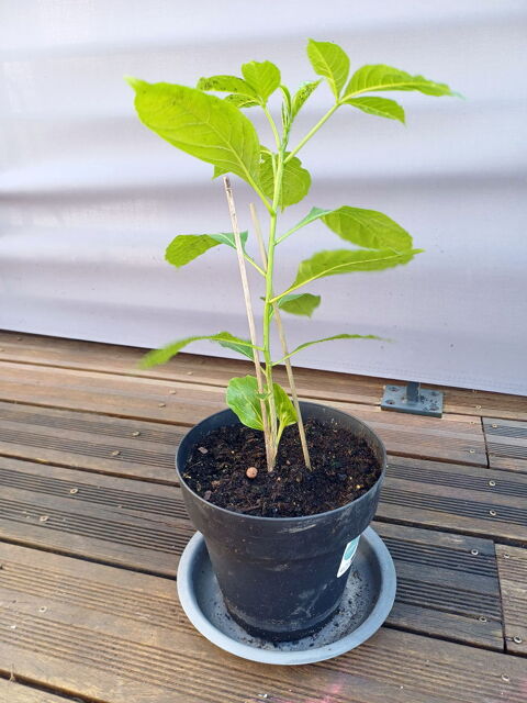 Charmant BAOBAB hauteur 50cm Tours (37)