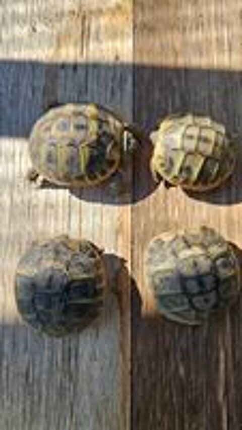   Tortues juvéniles entre nimes et montpellier  