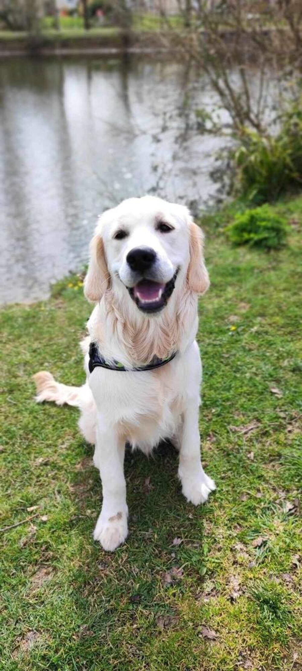   Chien mâle Golden Retriever 
