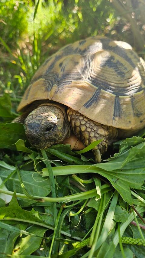 Tortue terrestre 12 ans 600 44000 Nantes