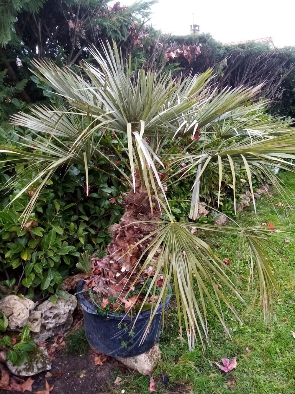 Palmier dattier Jardin