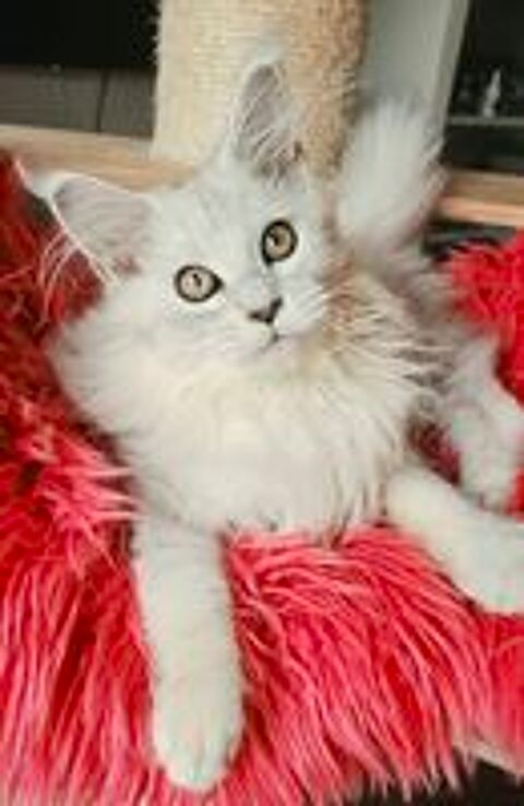   Magnifiques chatons Maine Coon loof, LIVRAISON 