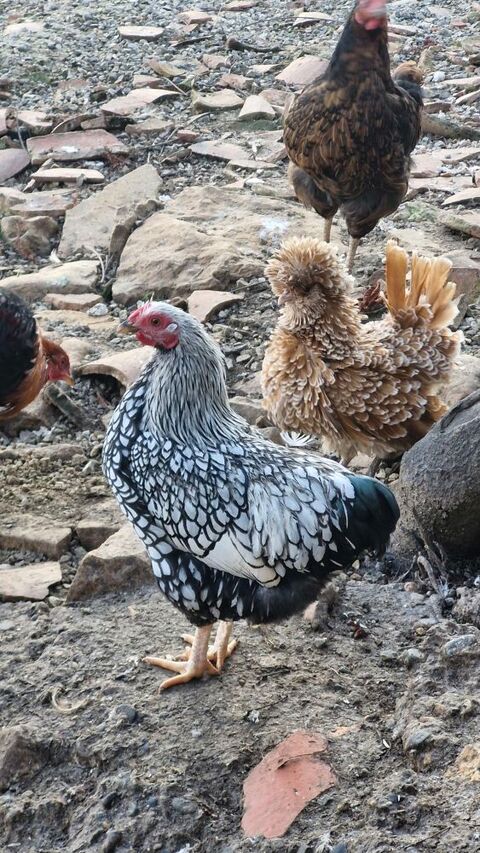 Coq wyandotte pure race 20 31220 Le plan