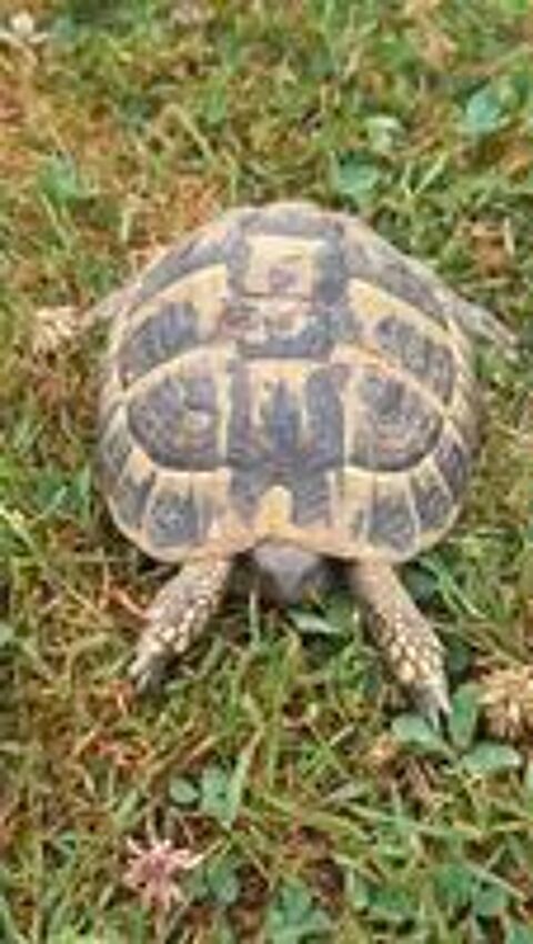   Tortues  