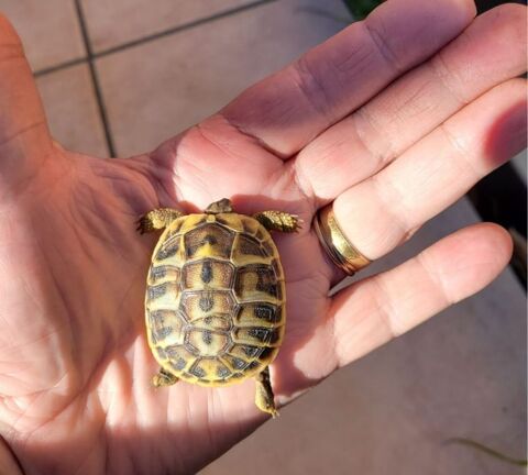 Tortues 1 ans, 5 ans, 8 ans ( Var 83) 50 83260 La crau