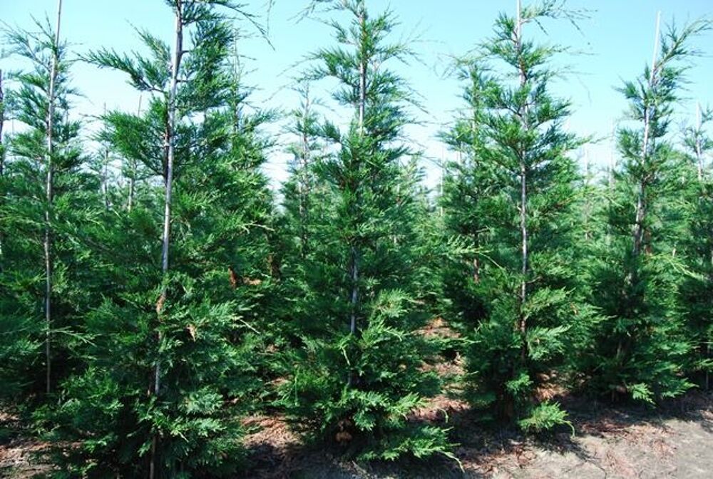 cypres de leyland de 2,00 m&egrave;tres de haut minimum Jardin