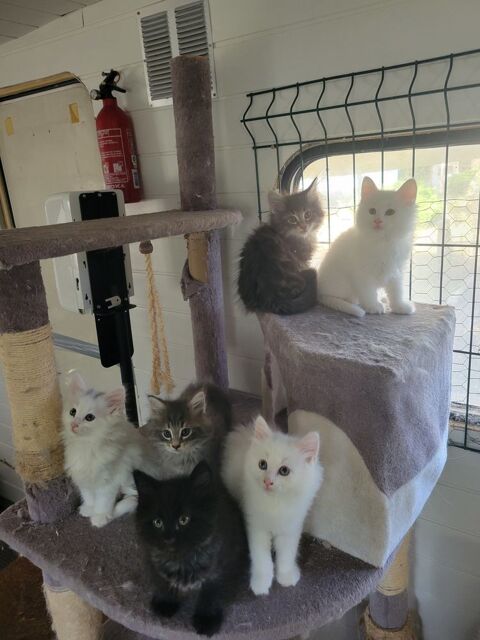 Chaton norvegien loof pure tace 1000 44370 Loireauxence