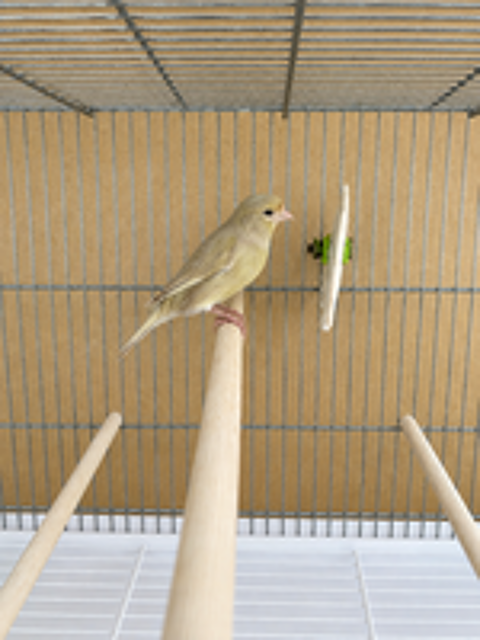   Couple canaris 2025 reproducteur  