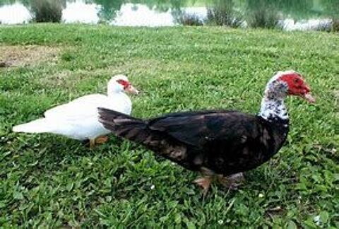 Oeuf fécondé de cane et canard de barbarie. 2 77540 Courpalay